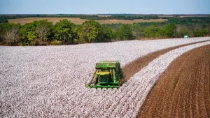 Imea aponta fim da colheita de algodão em Mato Grosso com 100% da área colhida