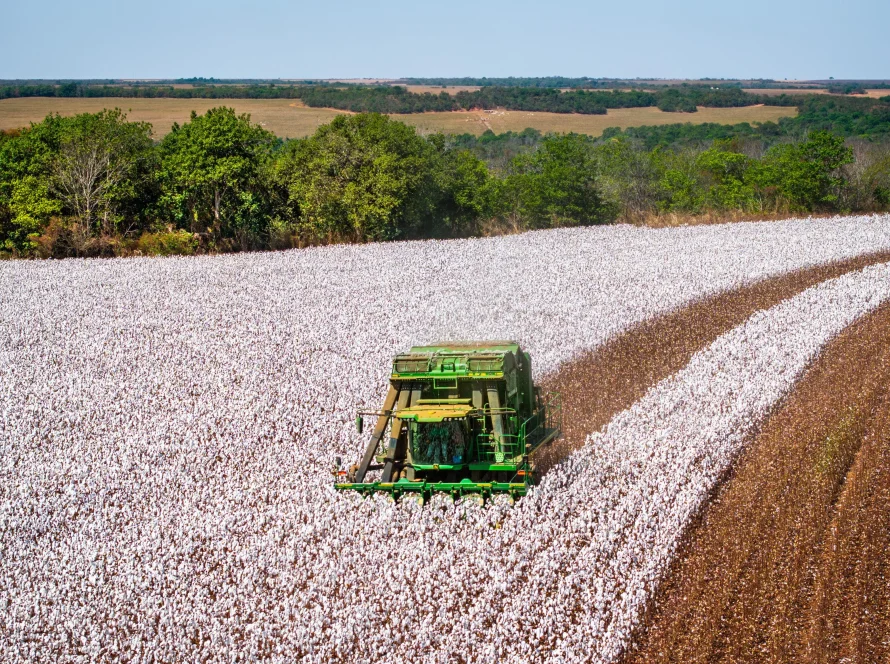 Imea aponta fim da colheita de algodão em Mato Grosso com 100% da área colhida