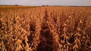 Manejo do solo eleva produtividade relativa da soja em 11,1 pontos percentuais a cada avanço de nível, aponta Embrapa