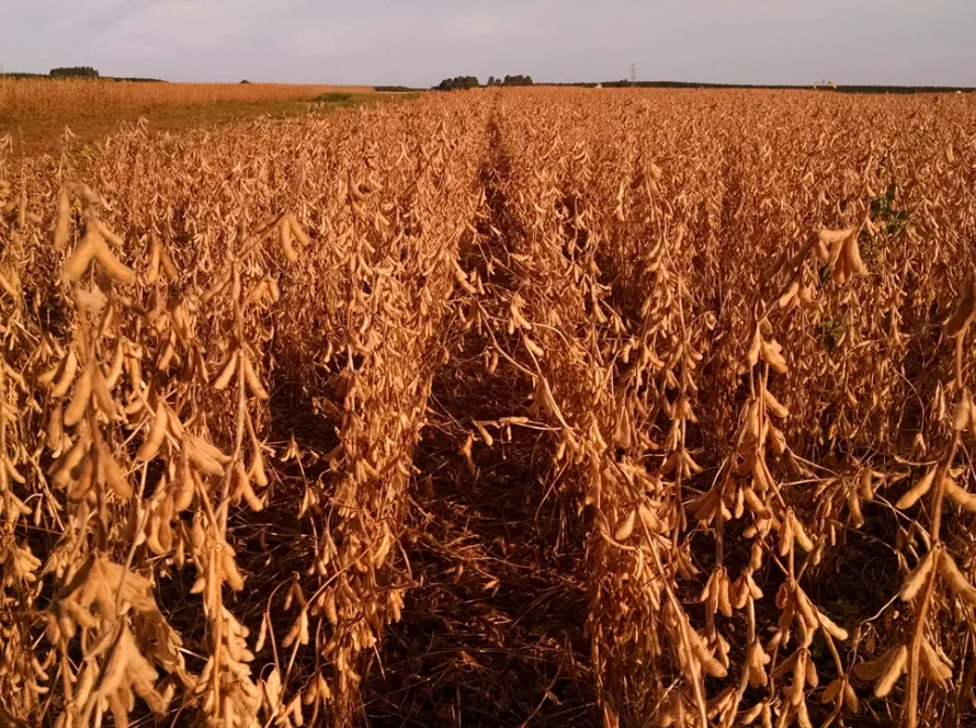 Manejo do solo eleva produtividade relativa da soja em 11,1 pontos percentuais a cada avanço de nível, aponta Embrapa