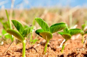 Plantio da soja 2026/27 começou no Brasil, mas falta de umidade restringe avanço em MT