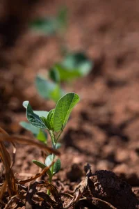 Plantio da soja chega a 28% no Paraná, mas frio, granizo e excesso de umidade já afetam áreas iniciais