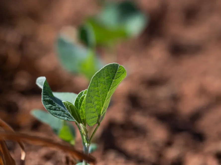 Plantio da soja chega a 28% no Paraná, mas frio, granizo e excesso de umidade já afetam áreas iniciais