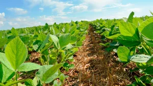 Plantio de soja atinge 4,39% da área do Brasil e indica antecipação, diz Pátria AgroNegócios