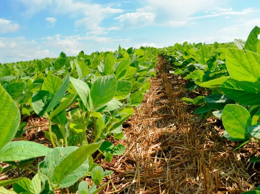 Plantio de soja atinge 4,39% da área do Brasil e indica antecipação, diz Pátria AgroNegócios