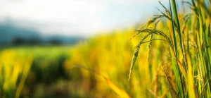Plantio do arroz chega a 15,5% e mais que dobra ritmo de 2025; chuvas interrompem avanço no RS