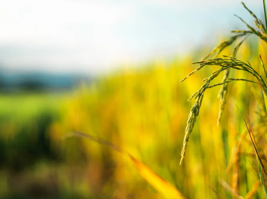 Plantio do arroz chega a 15,5% e mais que dobra ritmo de 2025; chuvas interrompem avanço no RS
