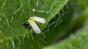 Pressão de mosca-branca cresce no algodão e já eleva risco à qualidade da fibra na safra 26/27