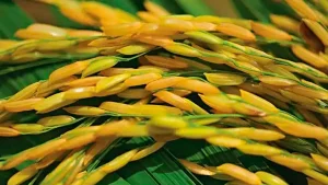 Produção de arroz da Índia terá maior recuo em duas décadas, mas país tem estoques