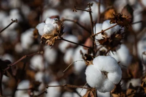 Produtores paranaenses participam do Congresso Brasileiro do Algodão, em MG