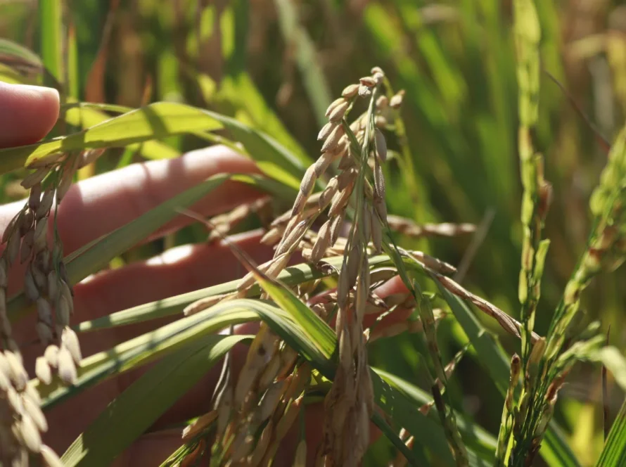 SindArroz-SC aponta prioridades para o próximo governo e defende previsibilidade e redução de custos na cadeia produtiva de arroz