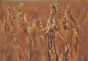 Soja amplia altas em Chicago após USDA anunciar nova venda para a China nesta 4ª feira (30)