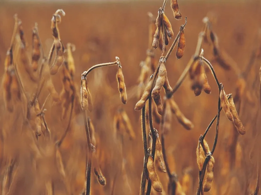 Soja amplia altas em Chicago após USDA anunciar nova venda para a China nesta 4ª feira (30)