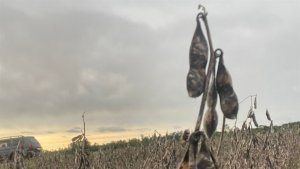 Soja sobe 7,9% em MT e clima passa a comandar mercado