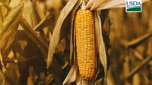USDA surpreende com estoques de milho bem acima do esperado nos EUA; soja fica abaixo das expectativas