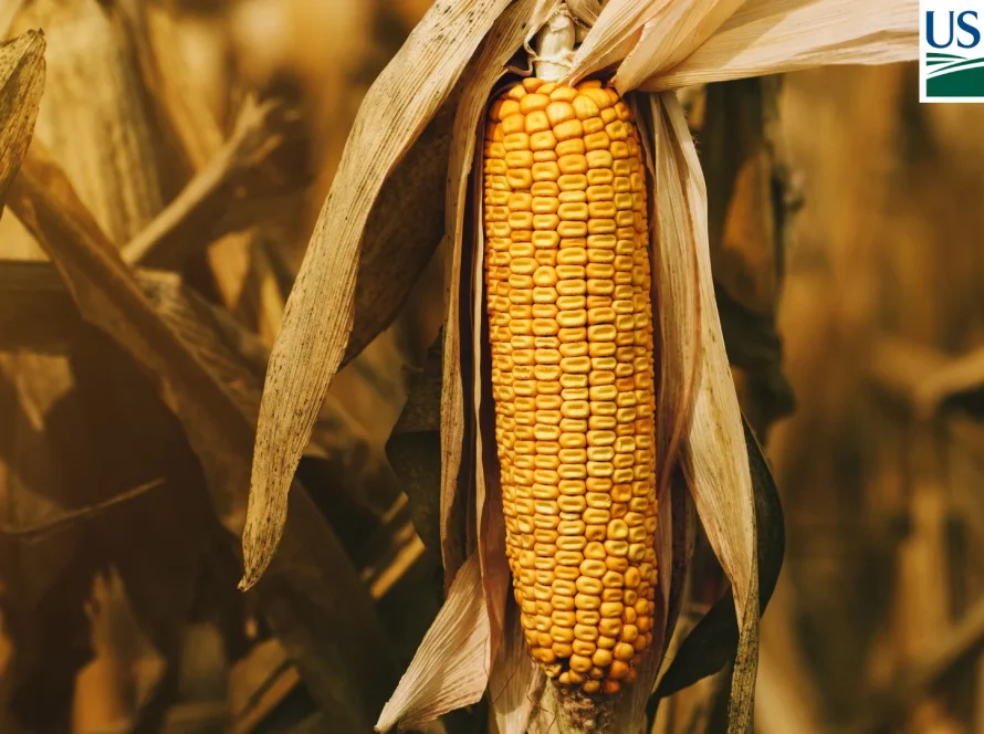 USDA surpreende com estoques de milho bem acima do esperado nos EUA; soja fica abaixo das expectativas