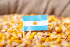 Adido americano projeta safra de milho da Argentina 7 milhões de toneladas acima do USDA e exportações de 43 milhões