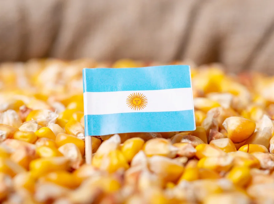 Adido americano projeta safra de milho da Argentina 7 milhões de toneladas acima do USDA e exportações de 43 milhões