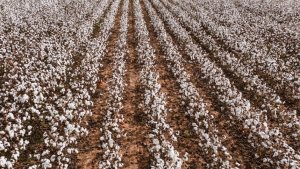 Área de algodão deve crescer 4% em Mato Grosso