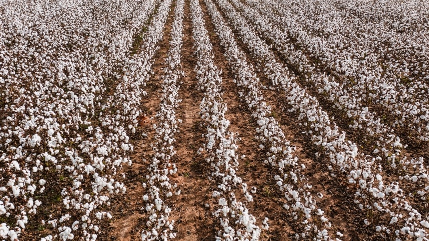 Área de algodão deve crescer 4% em Mato Grosso