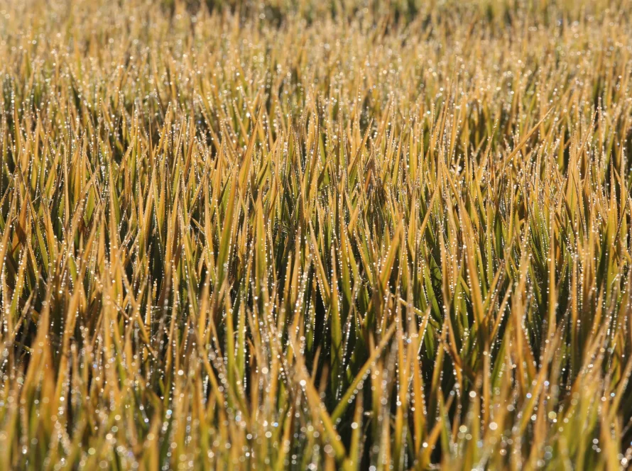 Arroz para exportação alcança R$ 90 por saca após retomada das compras