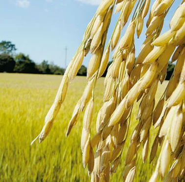 Arroz/Cepea: Exportações dão suporte aos preços, mas mercado interno segue lento