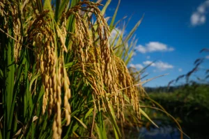 Arroz/Cepea: Indústrias abastecidas e menor demanda externa limitam negócios