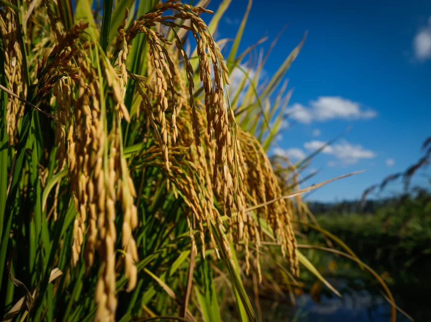 Arroz/Cepea: Indústrias abastecidas e menor demanda externa limitam negócios