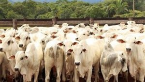 Do total, 589 animais foram terminados em confinamento e 210 em pastagens