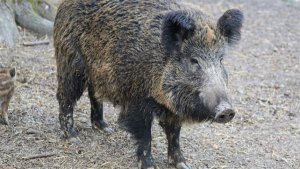 Avanço de javalis no Brasil aumenta alerta nas áreas de soja