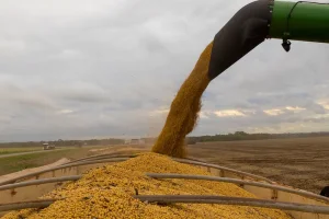 Deral eleva previsão de safra de soja do Paraná, reduz a de trigo e faz alerta sobre chuvas