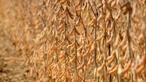 El Niño pode favorecer produtividade da soja em Mato Grosso do Sul, mas manejo é decisivo para aproveitar o cenário