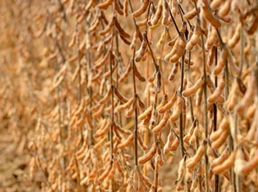 El Niño pode favorecer produtividade da soja em Mato Grosso do Sul, mas manejo é decisivo para aproveitar o cenário