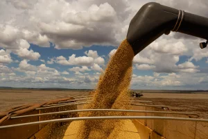 El Niño pode reduzir produção de soja em 9,7% e colocar R$ 33 bilhões em risco, estima Serasa