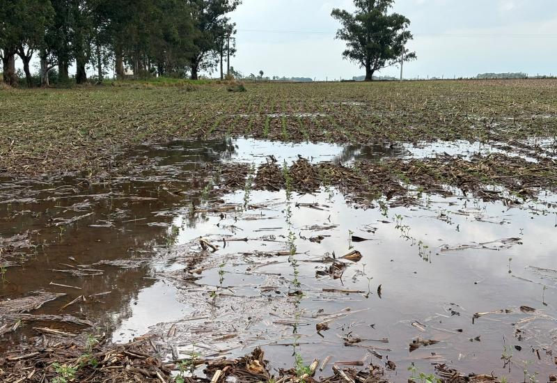 Excesso de chuva já provoca perdas localizadas na soja e afeta desenvolvimento do milho no Paraná