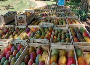 Exportações de frutas aceleram em outubro e voltam a superar ritmo de 2025