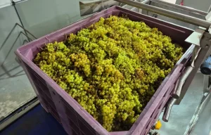 Exportações de frutas voltam a acelerar em outubro e ficam 4% acima de 2025