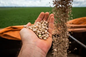 Feijão/Cepea: Preços avançam; levantamento do mercado completa dois anos