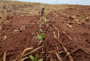 Plantio da soja avança nas regiões Centro e Sul, mas segue lento na região Norte do Mato Grosso do Sul