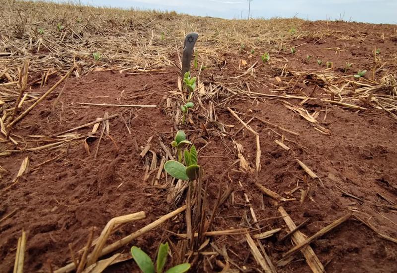 Plantio da soja avança nas regiões Centro e Sul, mas segue lento na região Norte do Mato Grosso do Sul