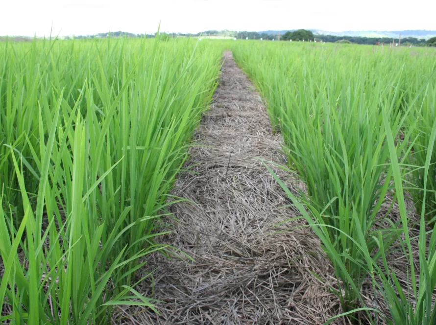 Plantio do arroz salta quase 10 pontos na semana, mas segue abaixo do ritmo histórico