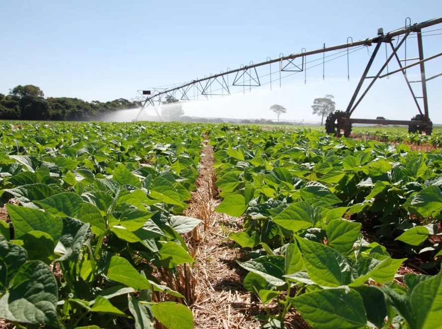 Plantio do feijão 1ª safra chega a 20,9% e supera ritmo de 2025