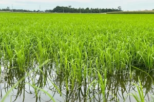Possibilidade de chuvas acima da média nos próximos meses acende alerta para desenvolvimento do arroz em SC