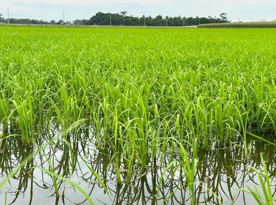 Possibilidade de chuvas acima da média nos próximos meses acende alerta para desenvolvimento do arroz em SC