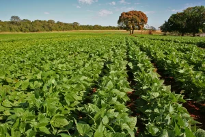 Primeiros dias do feijão exigem atenção do agricultor