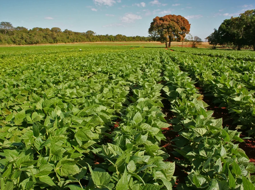 Primeiros dias do feijão exigem atenção do agricultor