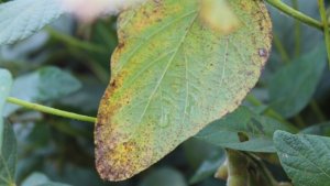 RS contabiliza mais de 20 mil hectares de plantio antecipado da soja