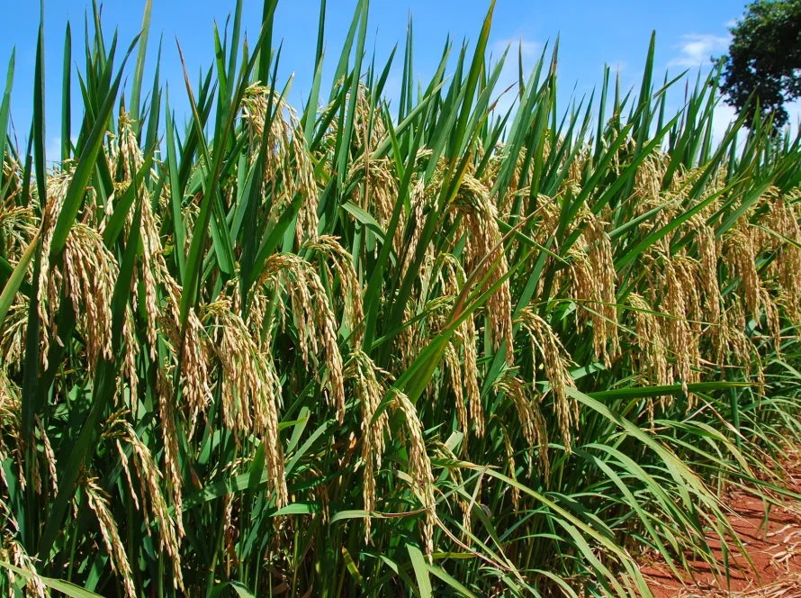 Semeadura do arroz irrigado alcança 36,83% da área prevista no Rio Grande do Sul