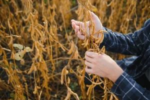 Soja amplia ganhos em Chicago após USDA apontar melhor semana de vendas da temporada