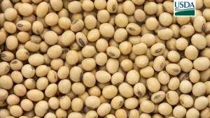 USDA: Vendas semanais de soja para exportação dos EUA ficam abaixo das expectativas